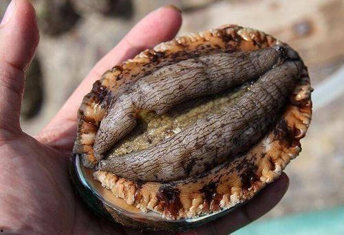 鮑鱼社区福利在线观看